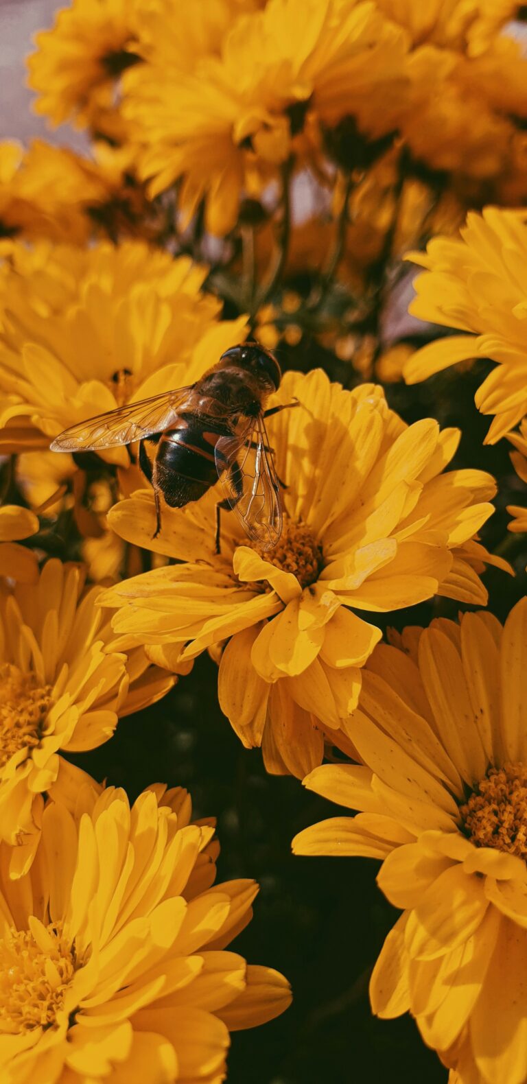 Wild Bees Balance Diet by Visiting a Variety of Flowers