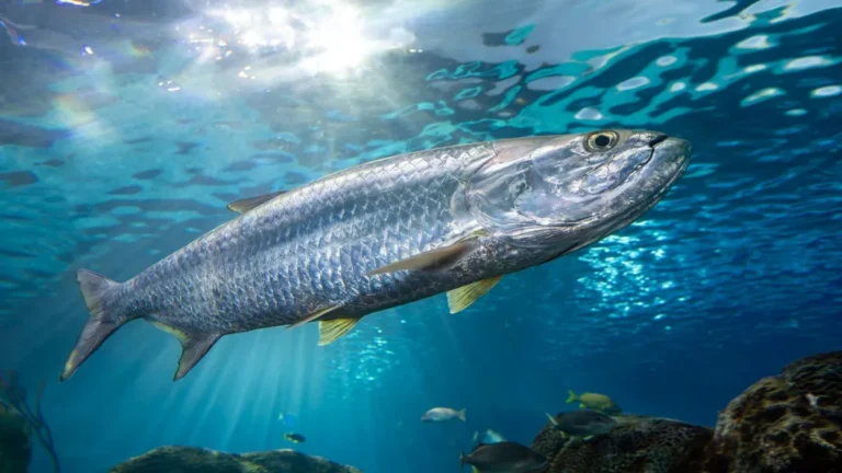 US Atlantic Fish Recovery Shows Big Gains Now News